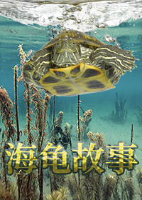 海龟故事